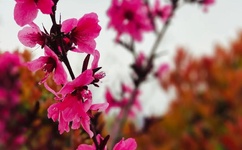 巨大的奶头被老头玩弄